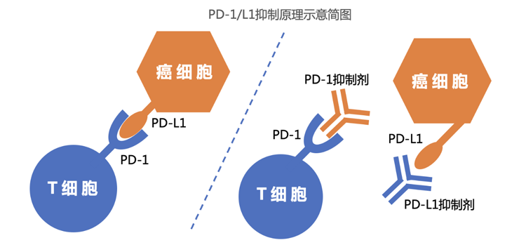 分食的盛宴：創(chuàng)新藥背后的江湖